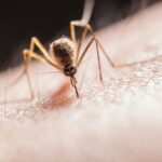 Creșterea cazurilor de COVID în Bulgaria: o amenințare minoră, iar Chikungunya, adusă de țânțarii tigru, își face simțită prezența în Europa, inclusiv în România. 2 cazurile de covid se inmultesc in bulgaria dar boala nu dezvolta simptome grave chikungunya o boala transmisa de tantarii tigru a inceput sa fie detecatata in mai multe tari europene inclusiv in r 68a3082cc14e5