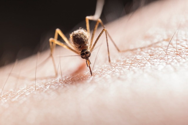 Creșterea cazurilor de COVID în Bulgaria: o amenințare minoră, iar Chikungunya, adusă de țânțarii tigru, își face simțită prezența în Europa, inclusiv în România. 1 cazurile de covid se inmultesc in bulgaria dar boala nu dezvolta simptome grave chikungunya o boala transmisa de tantarii tigru a inceput sa fie detecatata in mai multe tari europene inclusiv in r 68a3082cc14e5