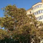 Avertizare de vânt puternic în Dobrogea: Cod galben în vigoare! 2 cod galben de intensificari ale vantului in dobrogea 68a8135108521