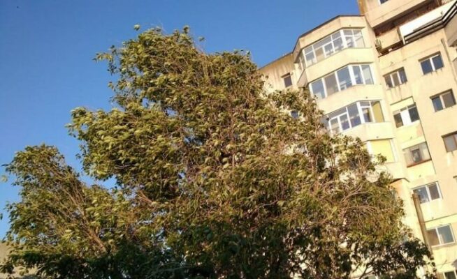Avertizare de vânt puternic în Dobrogea: Cod galben în vigoare! 1 cod galben de intensificari ale vantului in dobrogea 68a8135108521