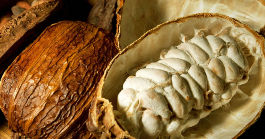 criza industriei de ciocolata o noua metoda de productie ar putea folosi parti mai mari din fructul de cacao fara a afecta gustul 68ab15245fcd0
