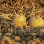 Descoperire fascinantă: Originea cartofilor și drumul spre formarea unei noi specii! 2 dezvaluire cum au aparut cartofii cale catre crearea unei noi specii 688dfaef04c3d