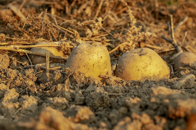 Descoperire fascinantă: Originea cartofilor și drumul spre formarea unei noi specii! 1 dezvaluire cum au aparut cartofii cale catre crearea unei noi specii 688dfaef04c3d