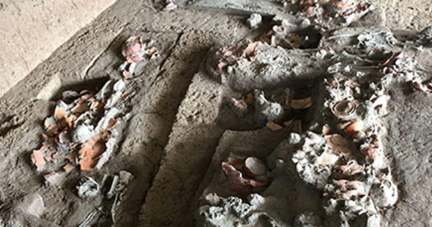Răscolind trecutul: Dinți de 4.000 de ani dezvăluie consumul de nuci cu proprietăți psihoactive de către strămoșii noștri 1 foto descoperire rara dinti vechi de 4 000 de ani arata ca oamenii consumau nuci cu efecte psihoactive 6890527264676