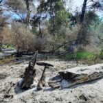 Flăcări Năvalnice în Delta Dunării, în apropierea Sireasei! Pompierii din Tulcea, sprijiniți de echipa Ocolului Silvic și un elicopter Black Hawk, intervin cu rapiditate. 3 foto video incendiu violent in delta dunarii zona sireasa pompierii tulceni ajutati de lucratorii de la ocolul silvic si de un elicopter black hawk 68a313caf3aa8