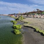 Alge invadatoare pe plaja Modern din Constanța! Turiștii se plâng de mirosul neplăcut – descoperă starea actuală a locului! 3 foto video invazie de alge pe plaja modern din constanta turistii se plang si de mirosul fetid iata cum arata zona 68936d536328b