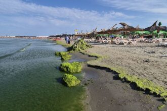 foto video invazie de alge pe plaja modern din constanta turistii se plang si de mirosul fetid iata cum arata zona 68936d536328b