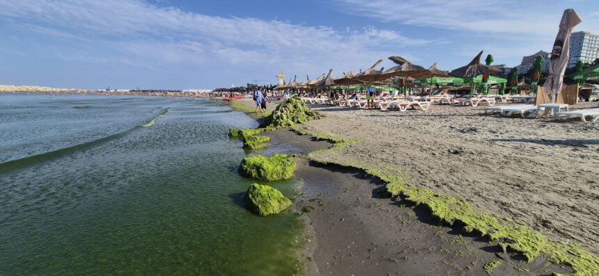 Alge invadatoare pe plaja Modern din Constanța! Turiștii se plâng de mirosul neplăcut – descoperă starea actuală a locului! 1 foto video invazie de alge pe plaja modern din constanta turistii se plang si de mirosul fetid iata cum arata zona 68936d536328b