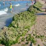 „Plaja Laguna din Mangalia: un peisaj surprinzător, îngropat sub valurile de alge” 3 foto video plaja laguna din mangalia acoperita de gramezi de alge 6898b1da1129c