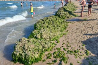 foto video plaja laguna din mangalia acoperita de gramezi de alge 6898b1da1129c