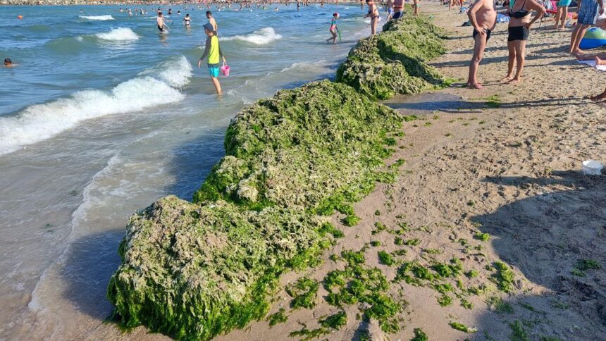 „Plaja Laguna din Mangalia: un peisaj surprinzător, îngropat sub valurile de alge” 1 foto video plaja laguna din mangalia acoperita de gramezi de alge 6898b1da1129c