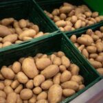 Franța se pregătește pentru o recoltă record de cartofi, iar prețurile sunt pe calea descrescătoare! 3 franta se indreapta spre cea mai buna recolta la cartofi din ultimii 10 ani preturile scad 68b2f2bf408fe