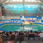 Atenție! Noutăți în programul Delfinariului și al Microrezervației din 1 septembrie – Informații esențiale pentru vizitatori! 2 important schimbari in programul delfinariului si al microrezervatiei incepand cu 1 septembrie ce trebuie sa stie vizitatorii 68b11ca621144