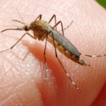 O nouă victimă în Italia din cauza virusului West Nile: bilanțul total al deceselor continuă să crească. 3 inca o persoana ucisa in italia de west nile la cat a ajuns bilantul total al celor care au murit din cauza temutului virus 6890f429cd13a
