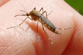 inca o persoana ucisa in italia de west nile la cat a ajuns bilantul total al celor care au murit din cauza temutului virus 6890f429cd13a