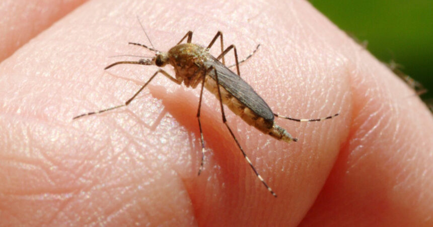 inca o persoana ucisa in italia de west nile la cat a ajuns bilantul total al celor care au murit din cauza temutului virus 6890f429cd13a