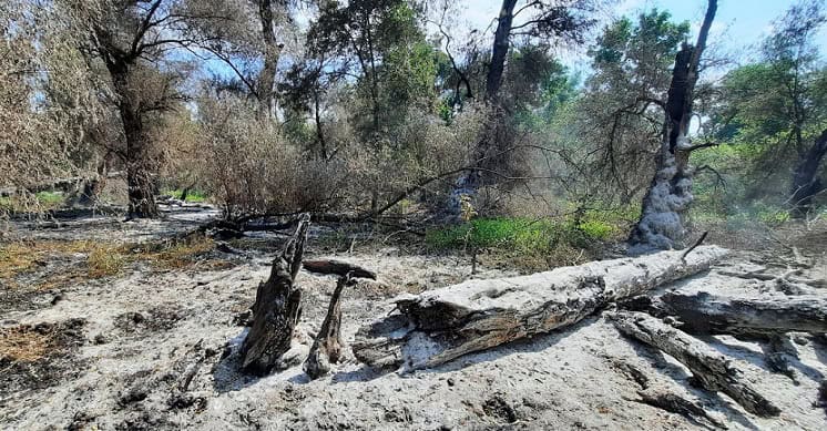 Flăcări devastatoare în vegetația uscată și pădurile Sireasa din Delta Dunării 1 incendiu de vegetatie uscata si fond forestier in zona sireasa din delta dunarii 68a32fbbbf927