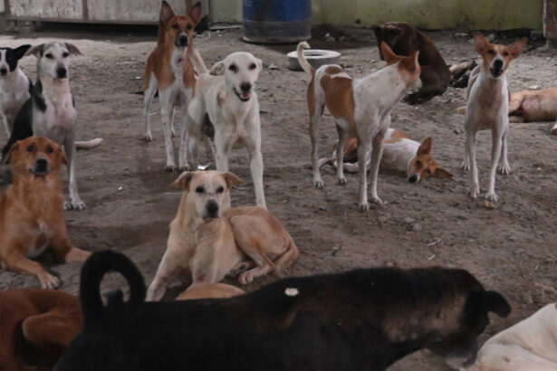 india revine asupra deciziei de a aduna de pe strazi cainii vagabonzi din new delhi 68a893e071398