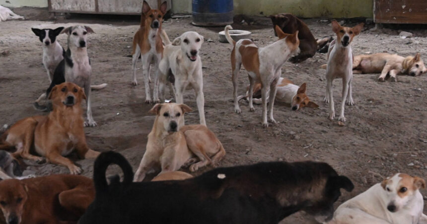 India reconsideră măsurile privind capturarea câinilor fără stăpân din New Delhi 1 india revine asupra deciziei de a aduna de pe strazi cainii vagabonzi din new delhi 68a893e071398
