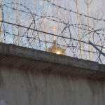 O pisică ingenioasă, folosită de infractorii ruși pentru a contrabanda droguri într-o închisoare din Nijni Novgorod 3 infractori rusi au incercat sa introduca droguri intr o inchisoare din nijni novgorod cu ajutorul unei pisici 68a48949d026c