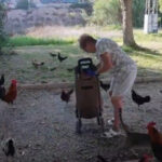 „Asediul păsărilor în inima unui oraș turistic spaniol: sute de găini fac legea, iar autoritățile sunt depășite” 3 invazia gainilor intr un oras turistic din spania sunt sute de pasari iar autoritatile nu reusesc sa scape de ele 68a86fbc75f13