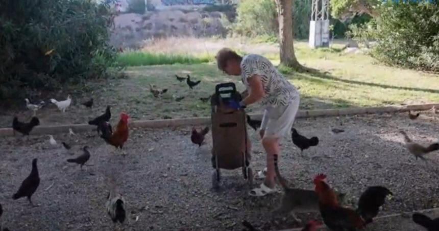 „Asediul păsărilor în inima unui oraș turistic spaniol: sute de găini fac legea, iar autoritățile sunt depășite” 1 invazia gainilor intr un oras turistic din spania sunt sute de pasari iar autoritatile nu reusesc sa scape de ele 68a86fbc75f13