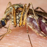 Italia: 12 victime din cauza infecției cu virusul West Nile 2 italia 12 morti in urma infectarii cu virusul west nile 689250036ad4d