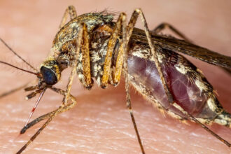 italia 12 morti in urma infectarii cu virusul west nile 689250036ad4d