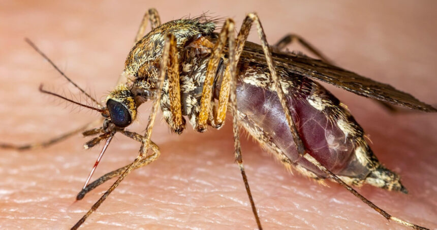 Italia: 12 victime din cauza infecției cu virusul West Nile 1 italia 12 morti in urma infectarii cu virusul west nile 689250036ad4d