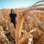 Seceta va îngreuna activitățile agricole în întreaga țară 3 lucrarile agricole in camp se vor desfasura cu dificultate in aproape toata tara din cauza secetei 68b2cc044e7de