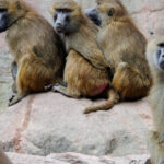 „Tragedia babuinilor” din Nürnberg: grădina zoologică germană a oferit leilor carne de primate sacrificate 3 masacrul babuinilor din nurnberg gradina zoologica germana a hranit leii cu carnea primatelor sacrificate 6890f3faf265c