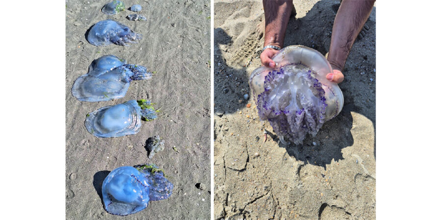 Meduze uriașe pe plajele din Eforie: Albastre și de dimensiunea unui capac de canalizare. Iată cum să reacționezi în caz de înțepătură! 1 meduze gigant la eforie albastre si cat capacul de canalizare ce trebuie sa faceti daca sunteti intepati 68adfee22d095