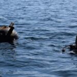 O comoară neștiută: Mina marină găsită pe țărmul de la Vadu 3 mina marina descoperita pe plaja de la vadu 68b4a38442cbd