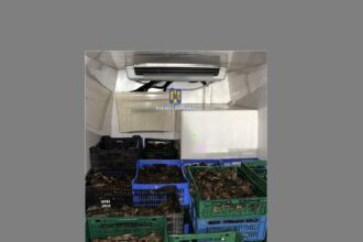 murighiol transport ilegal de raci si creveti depistat de politisti date din ancheta 689d92270f92c