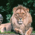 Grădina zoologică din Danemarca caută ajutor: Donează-ți animalul de companie pentru a hrăni prădătorii! 2 o gradina zoologica din danemarca face apel catre oameni sa i doneze animalele de companie pentru a si hrani pradatorii cu ele 6891a03cd4615