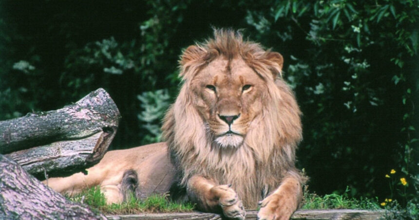Grădina zoologică din Danemarca caută ajutor: Donează-ți animalul de companie pentru a hrăni prădătorii! 1 o gradina zoologica din danemarca face apel catre oameni sa i doneze animalele de companie pentru a si hrani pradatorii cu ele 6891a03cd4615