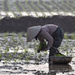 „Rizicul în schimbul terenului: Compensațiile oferite agricultorilor vietnamezi pentru dezvoltarea unui complex de golf al familiei Trump” 3 operatiunea orez pentru teren ce compensatii au primit fermierii vietnamezi pentru a face loc unui complex de golf al familiei trump 689982dbbd96b