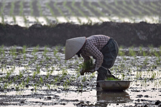 operatiunea orez pentru teren ce compensatii au primit fermierii vietnamezi pentru a face loc unui complex de golf al familiei trump 689982dbbd96b