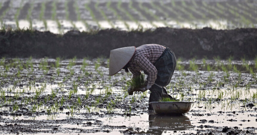 „Rizicul în schimbul terenului: Compensațiile oferite agricultorilor vietnamezi pentru dezvoltarea unui complex de golf al familiei Trump” 1 operatiunea orez pentru teren ce compensatii au primit fermierii vietnamezi pentru a face loc unui complex de golf al familiei trump 689982dbbd96b