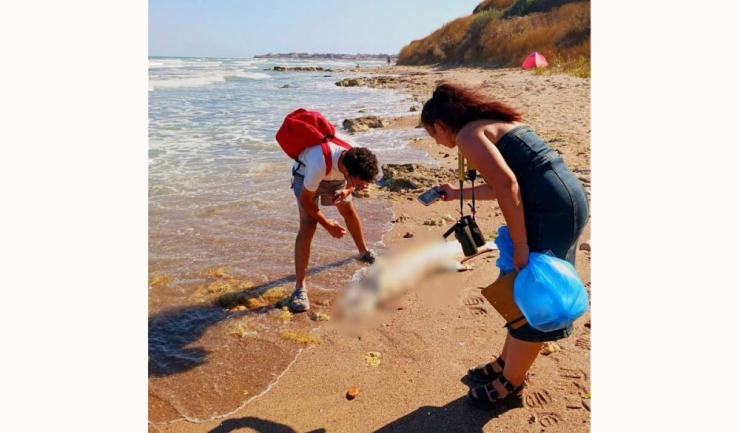Opt delfini străini de mare, găsiți pe țărm într-o singură zi 1 opt delfini esuati pe litoral descoperiti intr o singura zi 68a02645d55cd