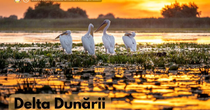(P) Ghidul complet al Deltei Dunării: O comoară naturală protejată în inima biosferei 1 p tot ce trebuie sa stim despre delta dunarii declarata rezervatie a biosferei 68960c8e81e9c