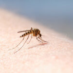 Trei incidente de infectare cu virusul West Nile au fost raportate în România pe parcursul verii. 2 patru cazuri de infectie cu virusul west nile au fost inregistrate in aceasta vara in romania 689c11e9e3f40