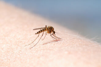 patru cazuri de infectie cu virusul west nile au fost inregistrate in aceasta vara in romania 689c11e9e3f40