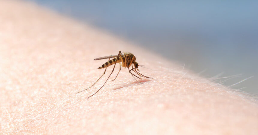 Trei incidente de infectare cu virusul West Nile au fost raportate în România pe parcursul verii. 1 patru cazuri de infectie cu virusul west nile au fost inregistrate in aceasta vara in romania 689c11e9e3f40