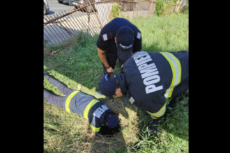 pompierii au salvat un caine cazut in canal isu cere semnalizarea zonelor cu risc vizibila atat pentru oameni cat si pentru animale 68a5bef9b768d