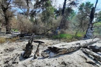 pompierii tulceni se deplaseaza din nou in zona sireasa din delta dunarii 68a43ae99b2c9