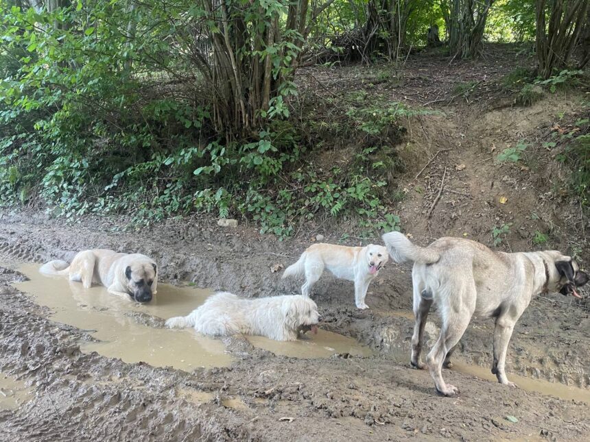 Eforie investește 60.000 de lei în soluții pentru curățarea orașului de animale vagaboande 1 primaria eforie aloca 60 000 de lei pentru servicii de ecarisaj 689194f049dd1