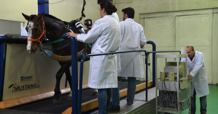 Caii modificați genetic sărbătoresc 10 luni de existență: Descoperă misiunea lor fascinantă! 1 primii cai modificati genetic au implinit 10 luni scopul pentru care au fost creati 68b473fea5f41