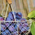 Prunele și smochinele: Delicii pentru sănătatea florei intestinale! 3 prunele si smochinele hrana pentru microbiota intestinala 68b4a3388e177