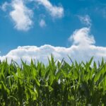 România, lider global în asigurarea alimentației din resurse autohtone - INFOGRAFIC 3 romania printre primele tari din lume la asigurarea hranii din resurse interne infografic 68b2e824daa54